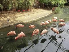 101PARC AUX OISEAUX DANS L AIN 2016 1_000012